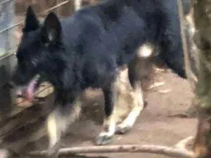 Cachorro raça mestiço border idade 4 anos nome Yuri