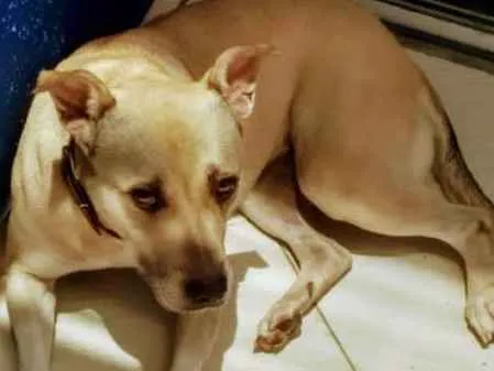 Cachorro ra a SRD idade 5 anos nome Mel