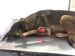 Cachorro raça Vira lata  idade 2 anos nome Thanus 