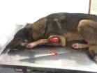 Cachorro raça Vira lata  idade 2 anos nome Thanus 