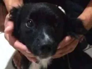 Cachorro raça Vira lata idade 2 anos nome Ursa