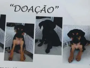 Cachorro raça SRD idade 2 a 6 meses nome Igor