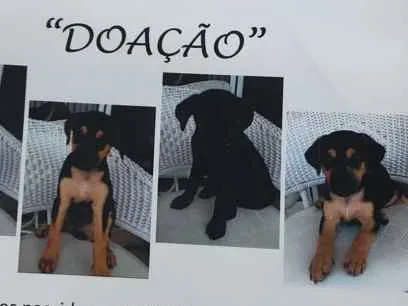 Cachorro ra a SRD idade 2 a 6 meses nome Igor