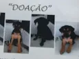 Igor