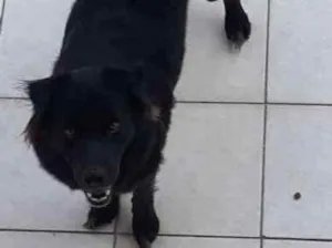 Cachorro raça Chow Chow/ vira lata idade 2 anos nome Cacau
