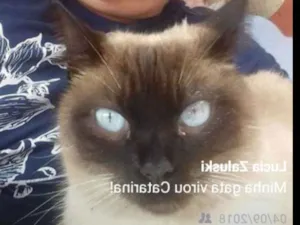 Gato raça siamesa idade  nome miauzi