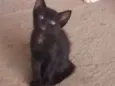 Lilica