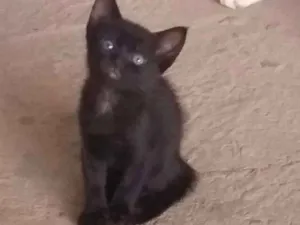 Gato raça Srd idade 2 a 6 meses nome Lilica