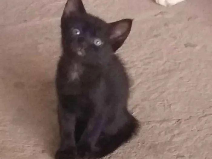 Gato ra a Srd idade 2 a 6 meses nome Lilica