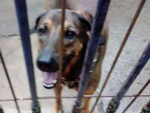 Cachorro raça Srd idade 1 ano nome Marrom