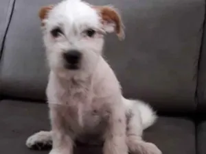 Cachorro raça Mestiça idade 2 a 6 meses nome Branquinha 