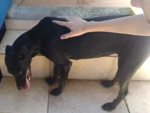 Cachorro raça Vira lata  idade 7 a 11 meses nome Preta