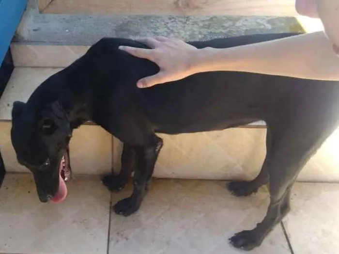 Cachorro ra a Vira lata  idade 7 a 11 meses nome Preta