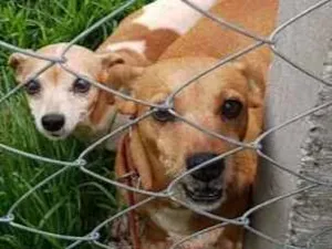 Cachorro raça Pinscher  idade 6 ou mais anos nome Lilica