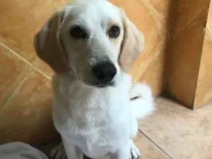 Cachorro raça SRD idade 2 anos nome Théo