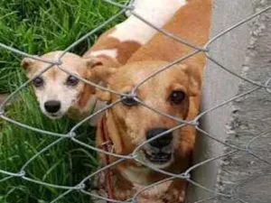 Cachorro raça Pinscher  idade 6 ou mais anos nome Meg