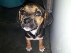 Cachorro raça sem raça idade 2 a 6 meses nome Marrie