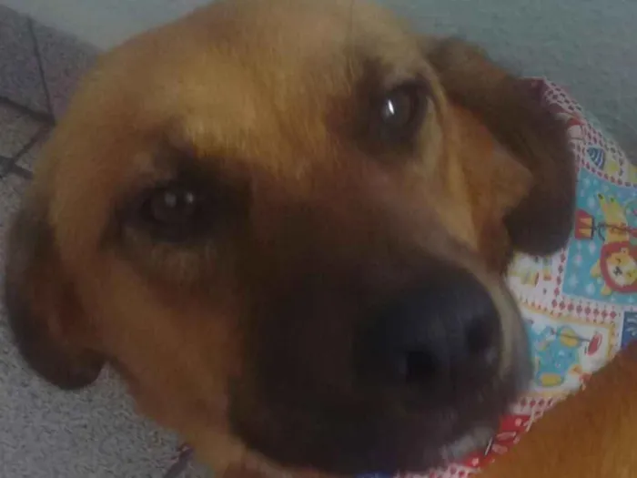 Cachorro ra a SRD idade 7 a 11 meses nome Pandora
