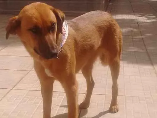 Cachorro ra a SRD idade 7 a 11 meses nome Pandora