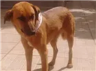 Cachorro raça SRD idade 7 a 11 meses nome Pandora