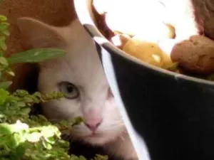 Gato raça  idade 4 anos nome charlotte