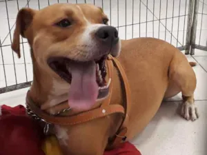 Cachorro raça Mix Pit bull idade 2 anos nome Marley