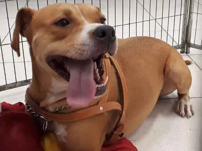 Cachorro ra a Mix Pit bull idade 2 anos nome Marley