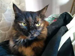 Gato raça vira-lata idade 4 anos nome lelê
