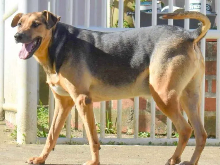 Cachorro ra a srd idade 6 ou mais anos nome Ziáh