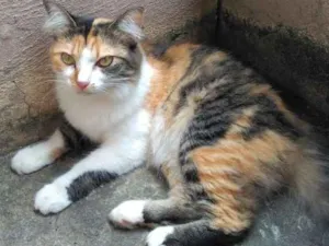 Gato raça vira-lata idade 3 anos nome tipe