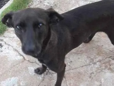 Cachorro ra a Vira-lata idade  nome -
