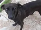 Cachorro raça Vira-lata idade  nome -