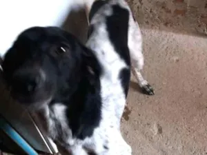 Cachorro raça Não definida idade 7 a 11 meses nome Paçoca