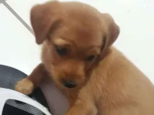 Cachorro raça Viralata idade 2 a 6 meses nome Loli