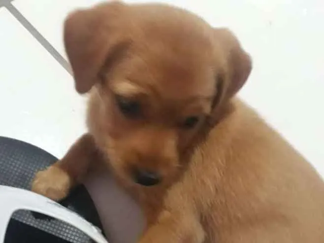 Cachorro ra a Viralata idade 2 a 6 meses nome Loli
