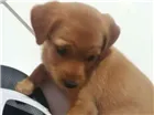 Cachorro raça Viralata idade 2 a 6 meses nome Loli