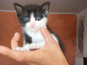 Gato raça Tradicional idade 2 a 6 meses nome Liana