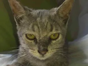 Gato raça SRD idade Abaixo de 2 meses nome TIGOR 
