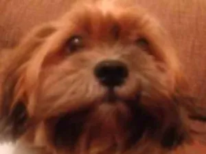 Cachorro raça Lhasapsola idade 2 anos nome Toby
