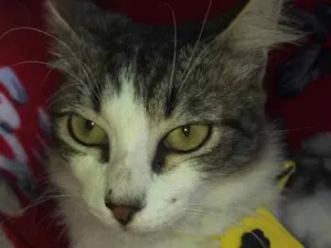 Gato raça SRD idade 2 a 6 meses nome VINCE 