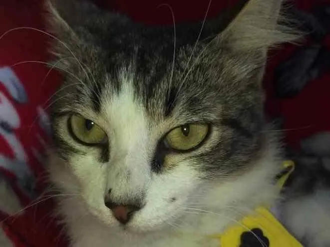 Gato ra a SRD idade 2 a 6 meses nome VINCE 