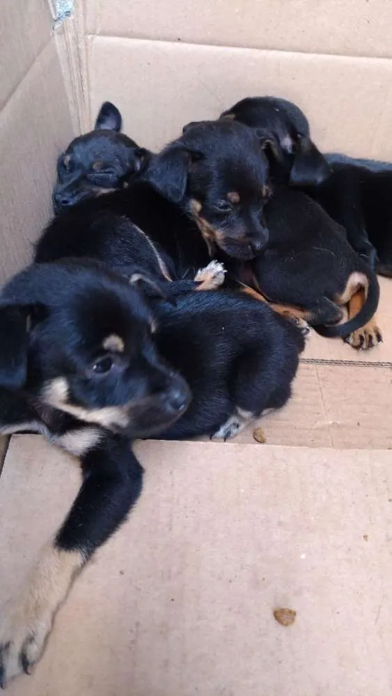 Cachorro ra a Vira latas idade Abaixo de 2 meses nome Nene
