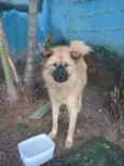 TRISTÃO