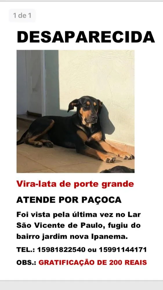 Cachorro ra a Vira lata/Doberman  idade 3 anos nome Paçoca