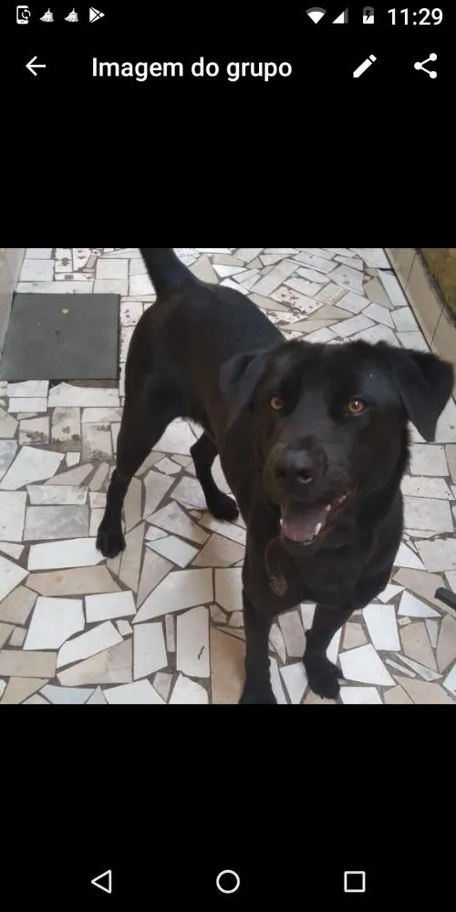 Cachorro ra a Labrador idade 2 anos nome Shelby
