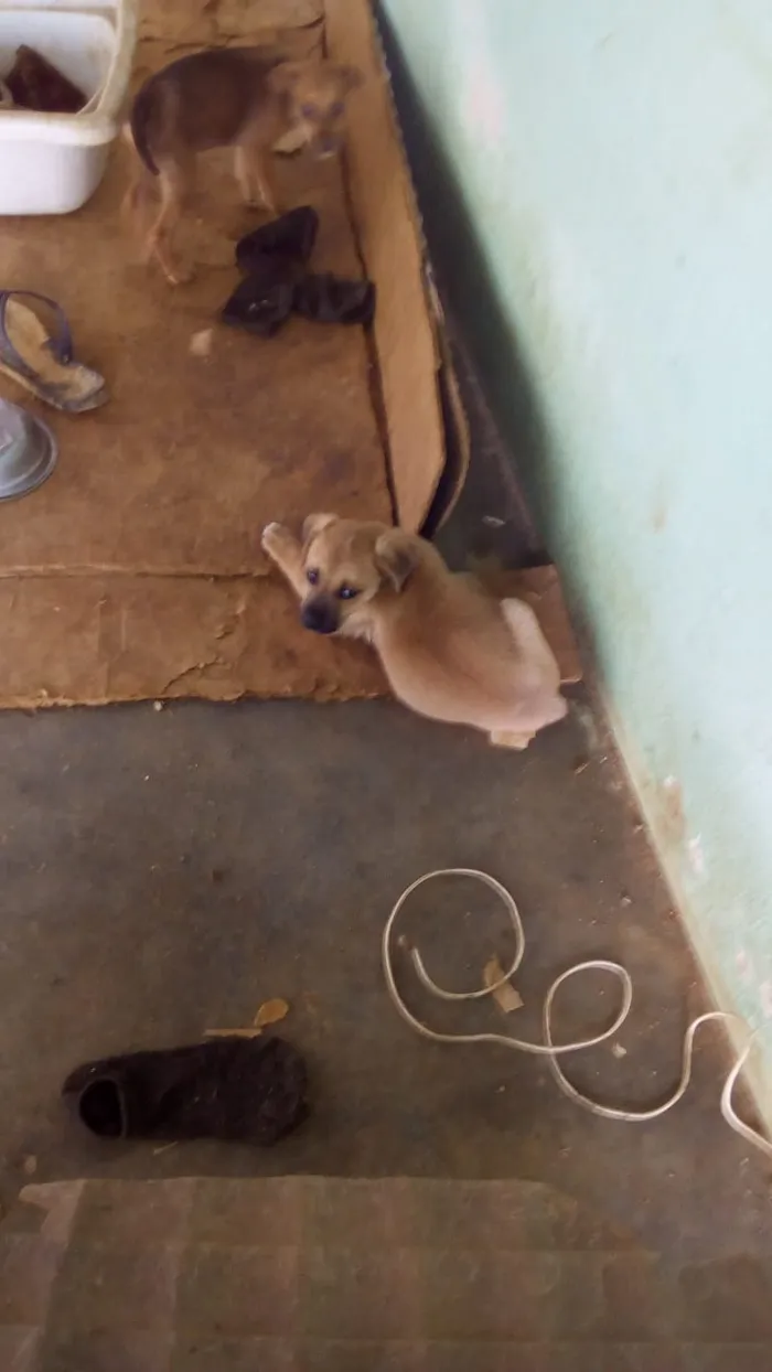 Cachorro raça raça indefinida idade Abaixo de 2 meses nome jhow