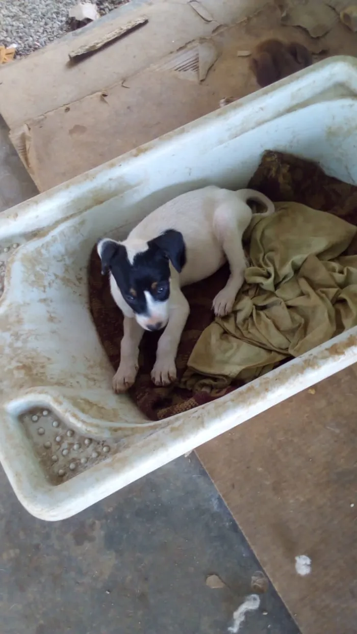 Cachorro raça raça indefinida idade Abaixo de 2 meses nome jhow