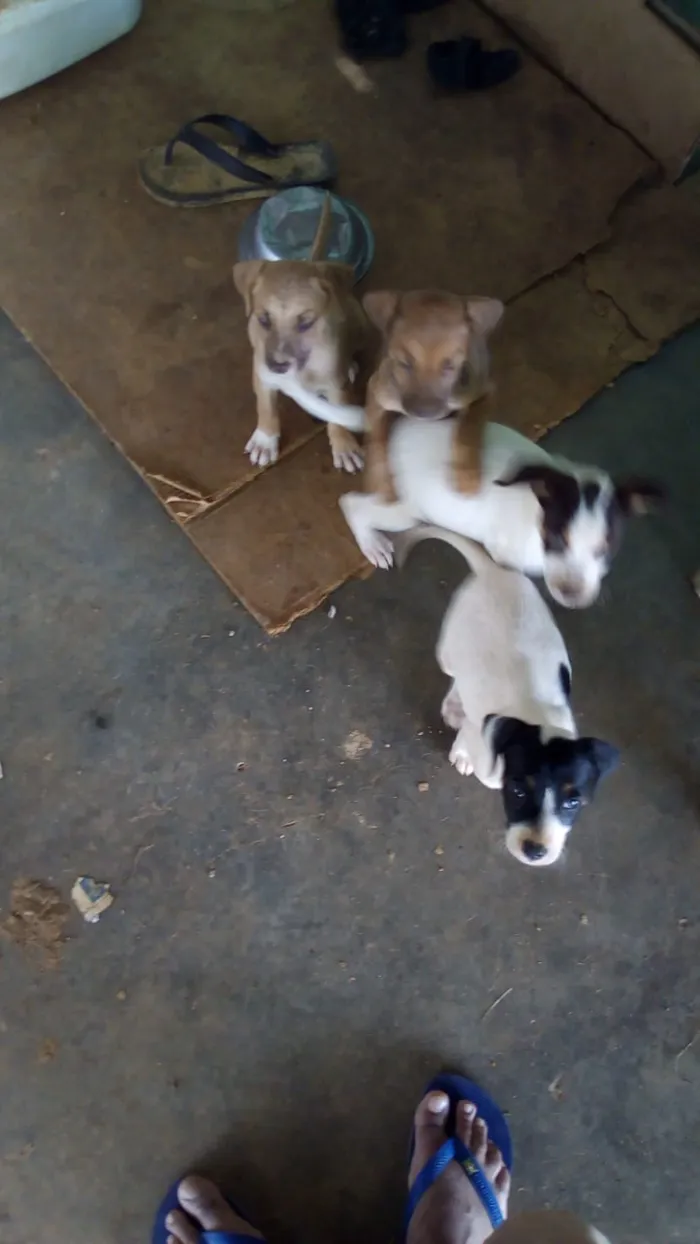 Cachorro raça raça indefinida idade Abaixo de 2 meses nome jhow