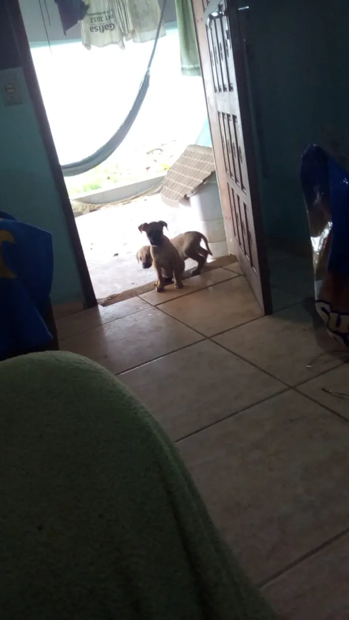 Cachorro raça raça indefinida idade Abaixo de 2 meses nome jhow