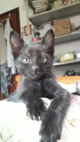 Loki